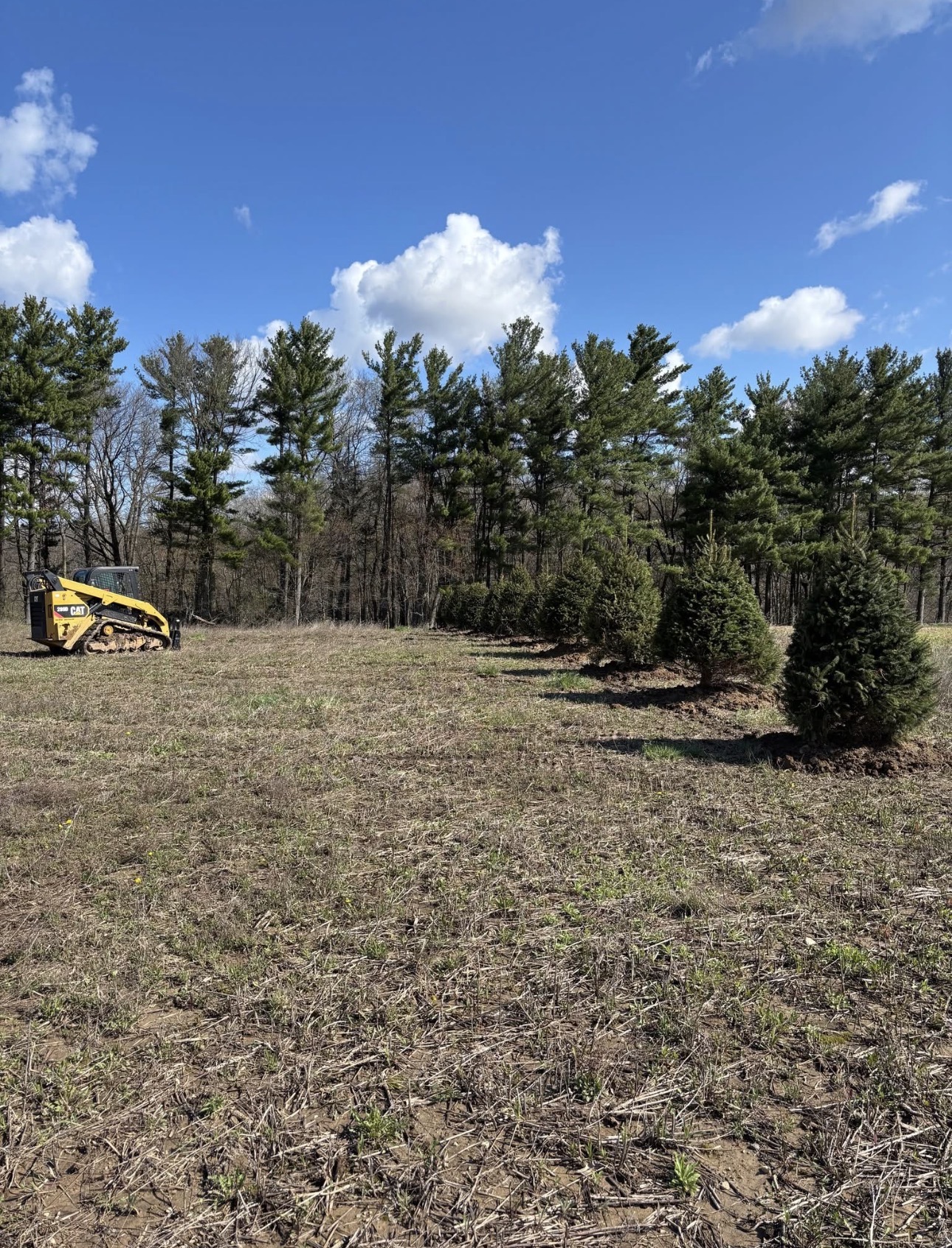 Evergreen Row Installation