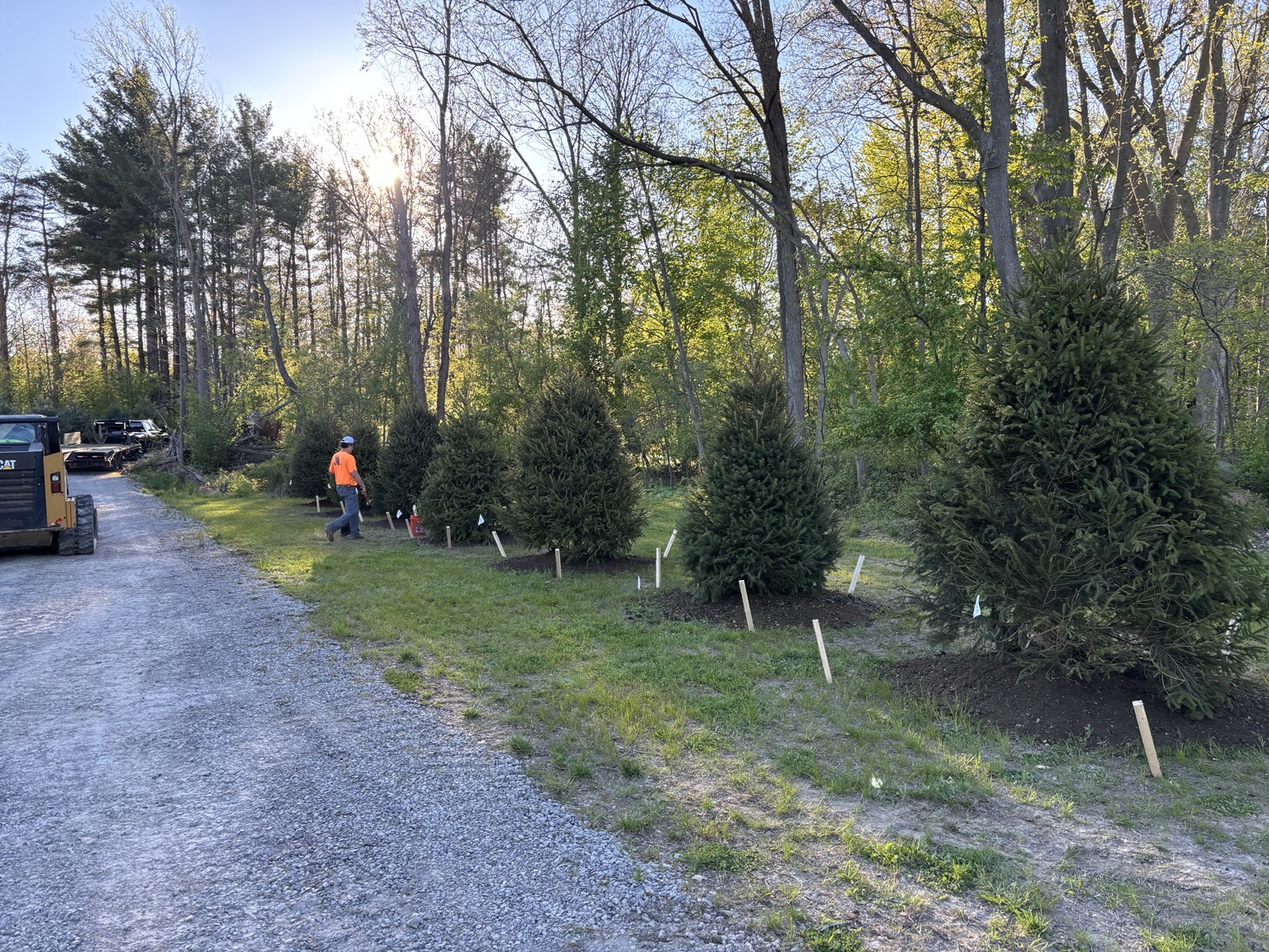 Tree Planting Along Driveway